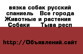 вязка собак русский спаниель - Все города Животные и растения » Собаки   . Тыва респ.